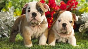 Examples of translating «merawat» in context Anjing Bulldog Harga Jenis Cara Merawat Makanan