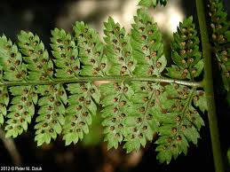 Image result for Dryopteris