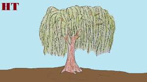 How To Draw A Willow Tree For Beginners Unique style to draw a tree. how to draw a willow tree for beginners