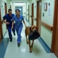 Un perro callejero llevó una bolsa de basura negra al hospital. Al abrirla,  se quedó paralizado. Mira: [en el comentario] | Historias Virales | Facebook