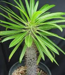 Image result for Corallocarpus bainesii