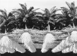 Simulated 8 Year Old Oil Palm Plantation Planting Density 143 Palms Download Scientific Diagram