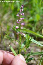 Image result for Polygala macrostigma