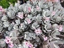 Flower Dust Plant Plants Succulent Gardening Cacti And Succulents