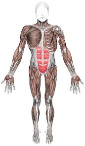 Muscle anatomy chest 12 photos of the muscle anatomy chest anterior chest muscle anatomy, chest muscle anatomy and exercises, chest muscle anatomy male, chest wall muscle anatomy mri, female chest muscle anatomy diagram. Anterior Muscles Diagram Human Body Pictures Science For Kids