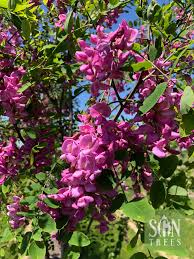 Image result for Robinia