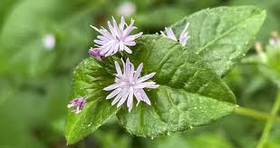 Image result for Elephantopus