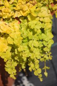 Image result for Lysimachia djalonis