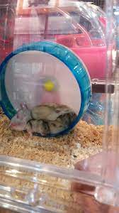 Sleeping Cuties Cute Hamsters Cute Animals Funny Hamsters