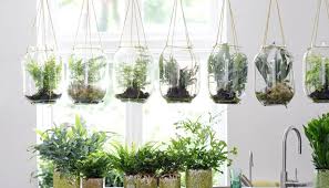 Es una técnica de decoración con plantas típica de japón que consiste en cultivar la planta dentro de una. 16 Plantas De Sombra Ideales Para La Decoracion De Interiores