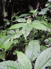 Image result for Laportea alatipes