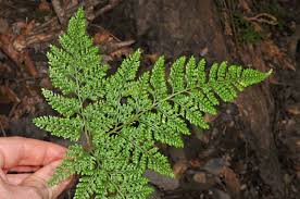 Image result for Davalliaceae