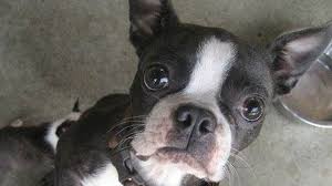 Potty train your dog & stop bad behavior like barking, biting, chewing, jumping Breeder Surrenders 27 Boston Terriers To Cowichan Spca Ctv News