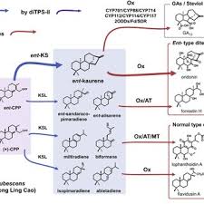 Image result for Isodon ramosissimus