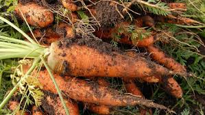 Umbi akar ialah akar yang tumbuh membesar karena berisi cadangan makanan. Perkembangbiakan Vegetatif Alami Pada Tumbuhan Pembelajar Net