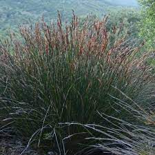 pin on grasses flowers