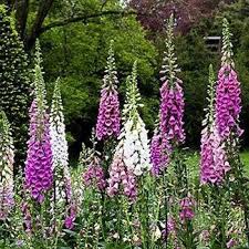 Flowers attract hummingbirds galore with magnificent spires of tubular flowers. Photo Of The Bloom Of Foxglove Digitalis Purpurea Excelsior Group Posted By Vic Garden Org