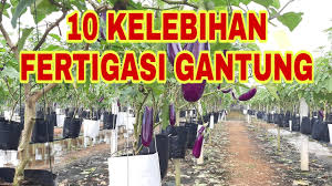 Check spelling or type a new query. Terbaik 10 Kelebihan Fertigasi Gantung Youtube