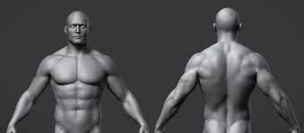 High impact uses zygote 3d anatomy in legal work. Male Anatomy Reference Model 3d Model 25 Obj Ma Ztl Free3d