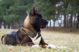 Where does the american akita come from? Akita Dog Breed Information