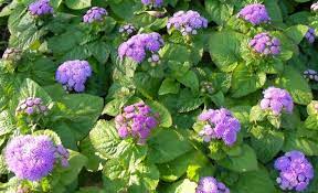 Ageratum Houstonianum How To Grow Floss Flower