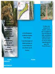 Selva peruana ✓ te explicamos qué es la selva peruana, o amazonía peruana, su historia, ubicación, relieve, flora y fauna. Triptico Selva Paranaense