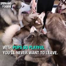 5,564 likes · 6 talking about this · 163 were here. 5 Adorable Pet Cafes In Penang You Should Know About Penang Foodie