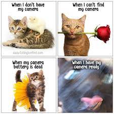 Https Www Facebook Com Catingtonpost Photos A 485880188175754 2675583509205400 Type 3 Funny Animal Images Funny Cats Monkey Stuffed Animal