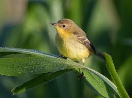 Image result for Dolichos pseudocajanus