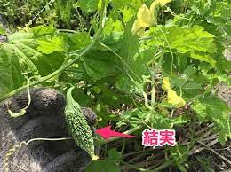ゴーヤ ニガウリ の栽培方法 育て方のコツ やまむファーム ニガウリ ガーデニング 花 栽培