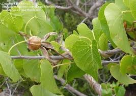 Image result for Ipomoea violacea