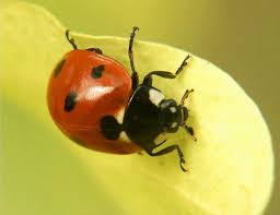 Coccinelle Pour Traiter Les Pucerons Pucerons Coccinelle Insecticide Maison