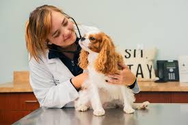 Urgent Care vs. Emergency Care for Pets: What Is the Difference? - Pieper  Veterinary