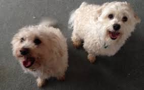 Oceanic ANZ Gaming Community