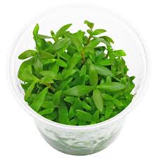 Image result for Floscopa sp.no.1