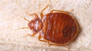 We did not find results for: 8 Common Household Pests In Nyc Control Exterminating Company