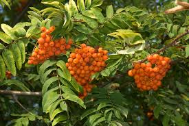 Рябина (sorbus l.) ◆ am rand des gartens standen mehrere ebereschen. Eberesche Arten Und Vorkommen Des Vogelbeerbaums