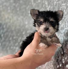 Maybe you would like to learn more about one of these? Mila Tiny Teacup Morkie Puppy Tiny Paws