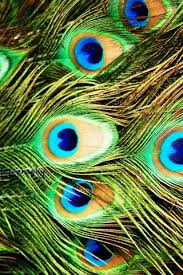 Hd Wallpapers Of Peacock Feather Wallpaper For Mobile Feather Wallpaper Hd Wallpaper Wallpaper