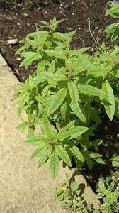 Photo about green copy space of lemon verbena plant or aloysia citrodora bush in aromatic gardens in natural sunny daylight. Lemon Verbena Aloysia Triphylla Syn Lippia Citriodora Mygarden Org