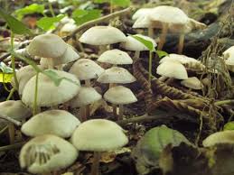 Image result for Marasmius opacus