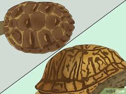 What does penyu mean in malay? 3 Ways To Tell The Difference Between A Tortoise Terrapin And Turtle
