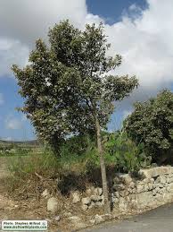 Image result for Lagunaria patersonia