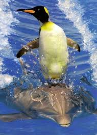 Free Ride Penguins Animals Animal Planet