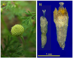 Image result for Schistostephium crataegifolium