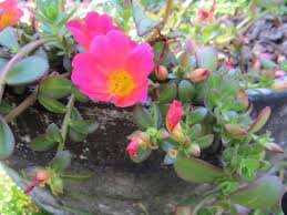 The highest concentration of metal ions accumulated in root and lowest in the flower of both species. Portulaca Purslane Moss Rose Portulaca Oleracea Sun Jewels