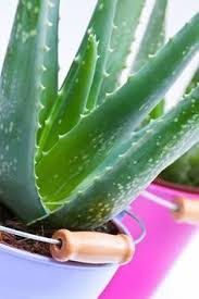 aloe vera pflanze pflege anleitung gartendialog de aloe vera pflanze pflege aloe vera pflanze pflanzen pflege