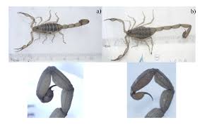 Still, they're a fairly inexpensive and safe option, so it may be worth giving them a shot before dropping a lot of even if you find that your ultrasonic repeller does a fantastic job of keeping pests out, there's a good chance you'll need to pair it with other strategies to. Analysis Of Scorpion Venom Composition By Raman Spectroscopy