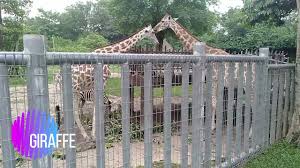 Last updated 6 april 2017. English Kssr 2 Animals I Love Youtube