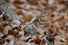 Image result for トラツグミ